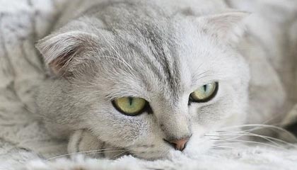 开云网页版-小马驹初露锋芒大吉鲁老而弥坚 法国2020完美收官